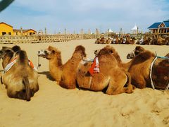 -亿利库布其七星湖沙漠生态旅游区