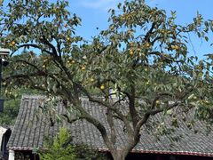 -东钱湖旅游度假区