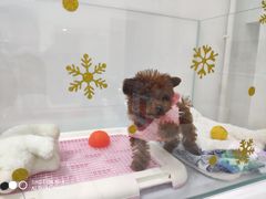 -BABYDOG宝贝狗宠物乐园(欧洲城店)