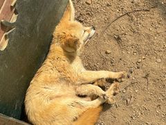 -上海野生动物园