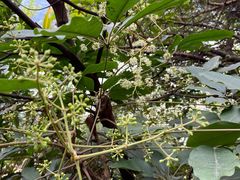 -羚羊峡古栈道森林公园