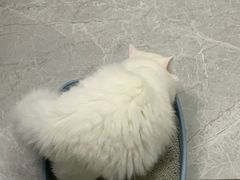 -中农国际动物医院24小时·猫科·骨科·急重症中心