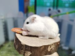 -龟与熊猫宠物公园(南坪店)