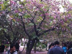 android_upload_pic-西安青龙寺遗址景区