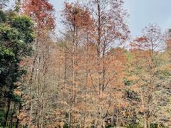 -广州市白云山风景名胜区
