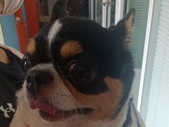 -瑞派福兴宠物医院犬猫全科·骨科·中西医结合(河东店)