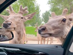 -北京野生动物园