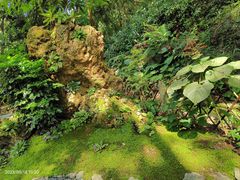 -深圳仙湖植物园