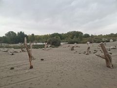 -金塔沙漠胡杨林景区