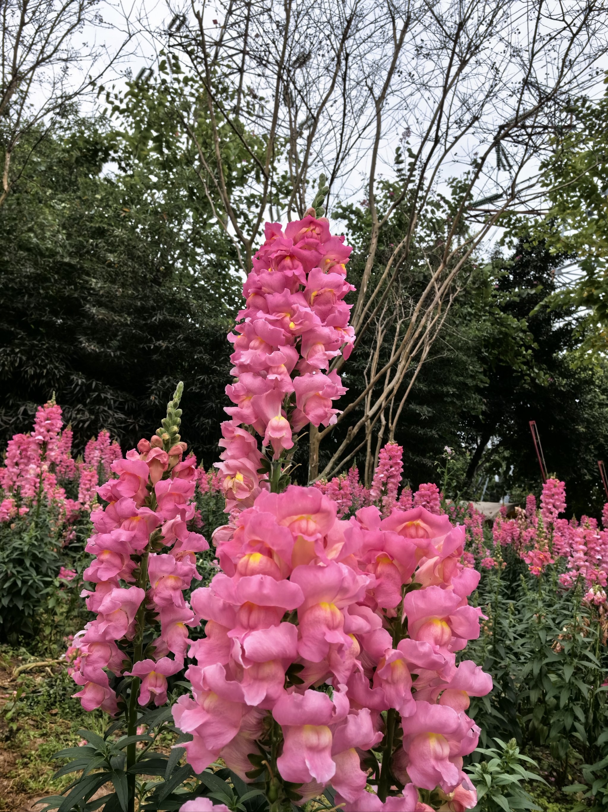 熊婆婆的花园图片图片