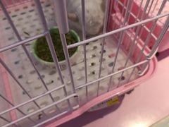 -龟与熊猫宠物公园(南坪店)