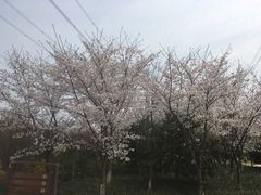 -九里河湿地公园