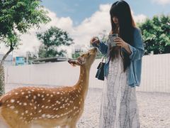 -鹿境梅花鹿生态园区