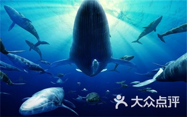 海昌鲸鲨馆团购图片图片 