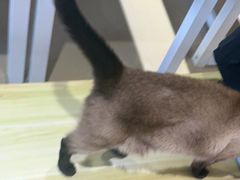 -藏猫猫咖啡主题馆(中央大道店)