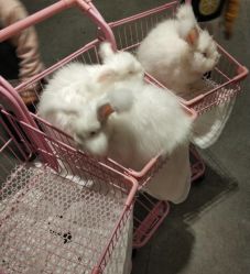 -萌兔星空蹦床撸兔馆