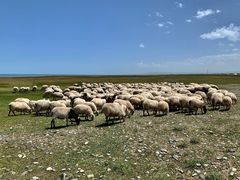 -青海湖国家重点风景名胜区
