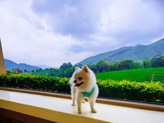 -白茶原·一片叶子