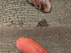 小竹荚鱼手握-鮨鳳