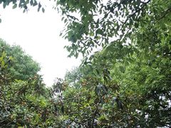 -塘栖枇杷特色园区