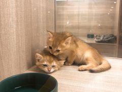 -飞行喵MR PILOT|猫舍·猫咖(静安大融城店)