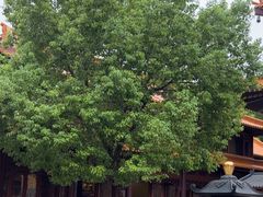 -亭林园-华藏寺