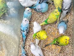 -青石桥花鸟鱼虫市场(叠翠城店)