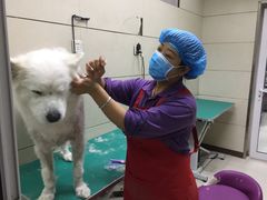 -北京观赏动物医院·24小时大型综合·猫专科·异宠专科