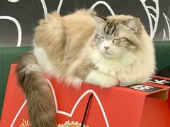 -安格丽娜·狗咖·猫咖羊驼咖(春熙路百盛商场店)