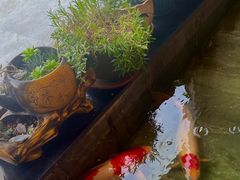 -琴寿司居酒屋(软件园店)
