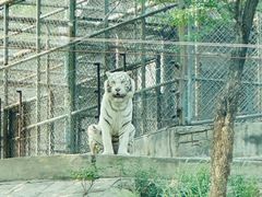 -石家庄市动物园