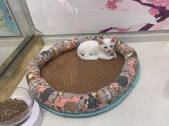 -糯米喵星人总部直营旗舰店·猫舍·幼猫出售