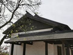 -大塘金香草谷