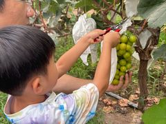 -马陆小张葡萄园农家乐