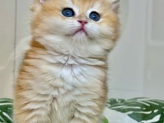 -青奢宠物·青奢猫舍