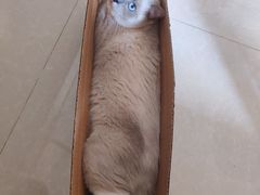 -瑞派康怡24h宠物医院·犬猫医疗中心·微创绝育(瑞景分院)