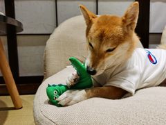 -逗柴咖啡屋·狗咖猫咖宠物桌游