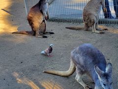 -费瑟代尔野生动物园