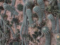 -深圳仙湖植物园