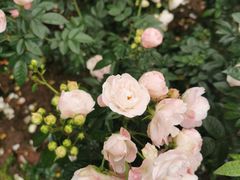 -人民公园(罗湖区)