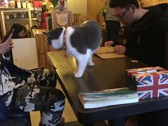 -名猫咖啡馆·撸猫·拼豆