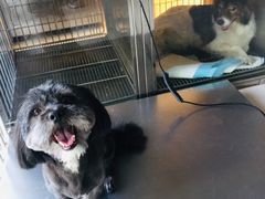 -顺强宠物诊所·狂犬免疫·夜诊·骨科(嘉定店)