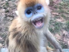 -西安秦岭野生动物园