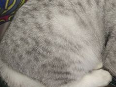 -more than meow吴止猫主题餐厅(承德 中船汇店)