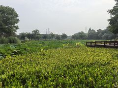 -八卦田遗址公园