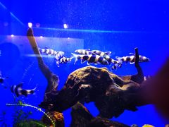 -上海海洋水族馆