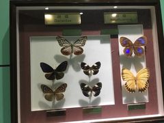 -上海昆虫博物馆