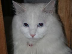 -Babycat私家御饼屋(龙头路一店)