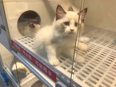 -lincat·猫舍(广州店)