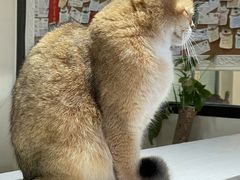 -猫小院猫主题餐厅(南锣旗舰店)